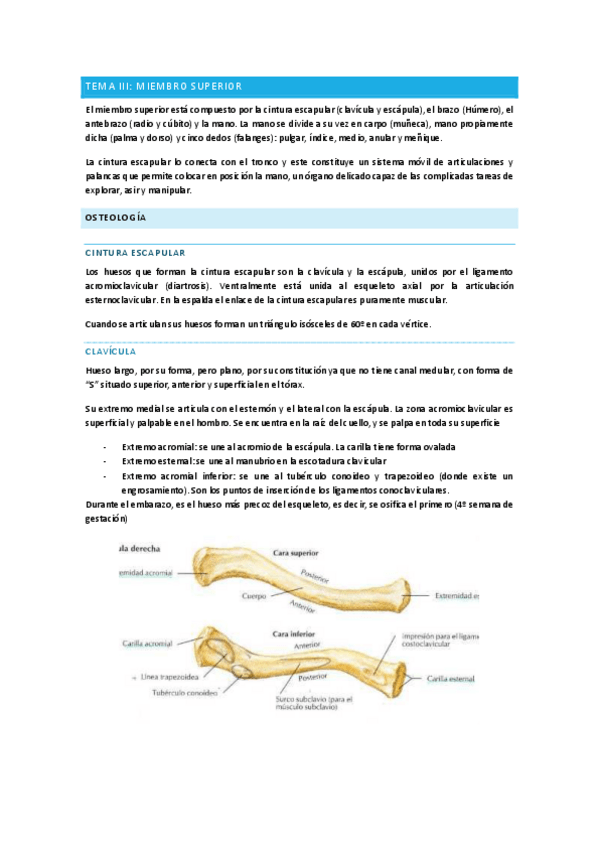 Miniatura del documento TEMA-III-PARTE-I-OSTEOLOGIA-Y-ARTROLOGIA.pdf