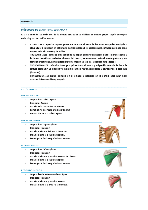 Miniatura del documento TEMA-III-PARTE-II-MIOLOGIA.pdf