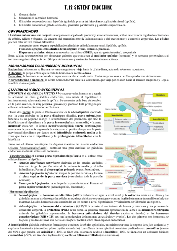 Miniatura del documento 12-Sistema-endocrino.pdf