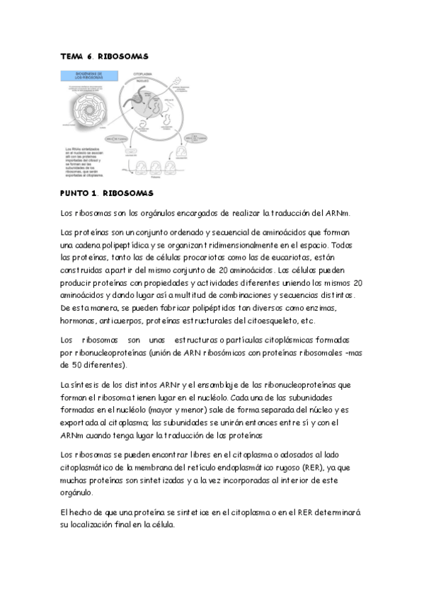 Miniatura del documento TEMA-6.-RIBOSOMASTRADUCCION.pdf