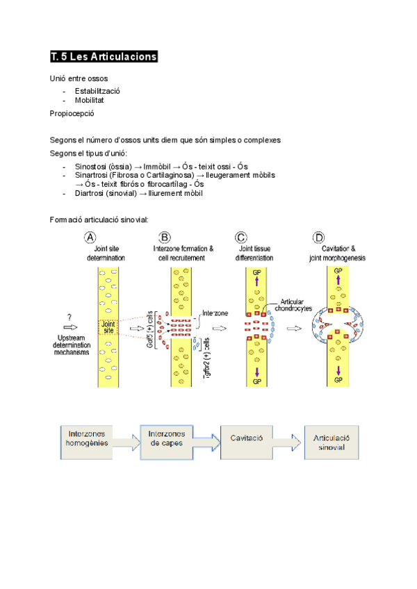 Miniatura del documento T.-5-Les-Articulacions.pdf