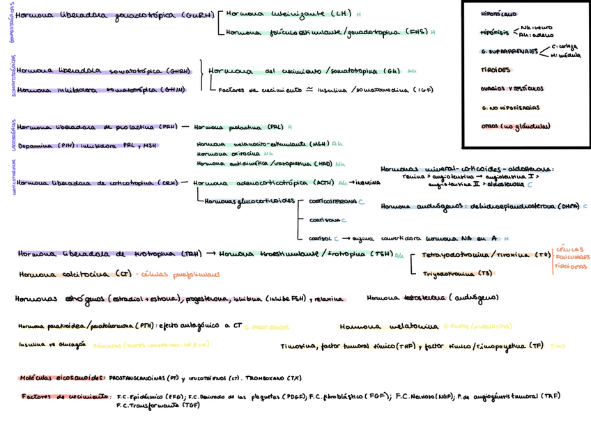 Miniatura del documento Esquema-hormonas.pdf