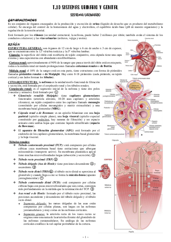 Miniatura del documento 10-Sistemas-urinario-y-genital.pdf