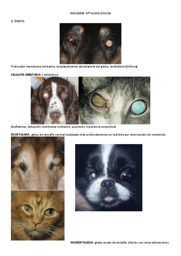 Miniatura del documento EXAMEN-DIAPOS.pdf