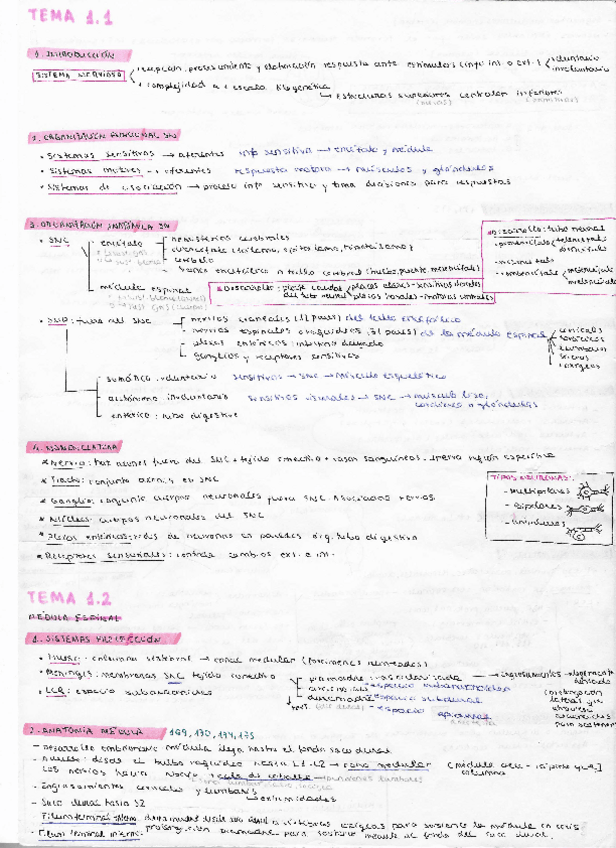 Miniatura del documento ESQUEMAS-TODO-ANATOMIA.pdf