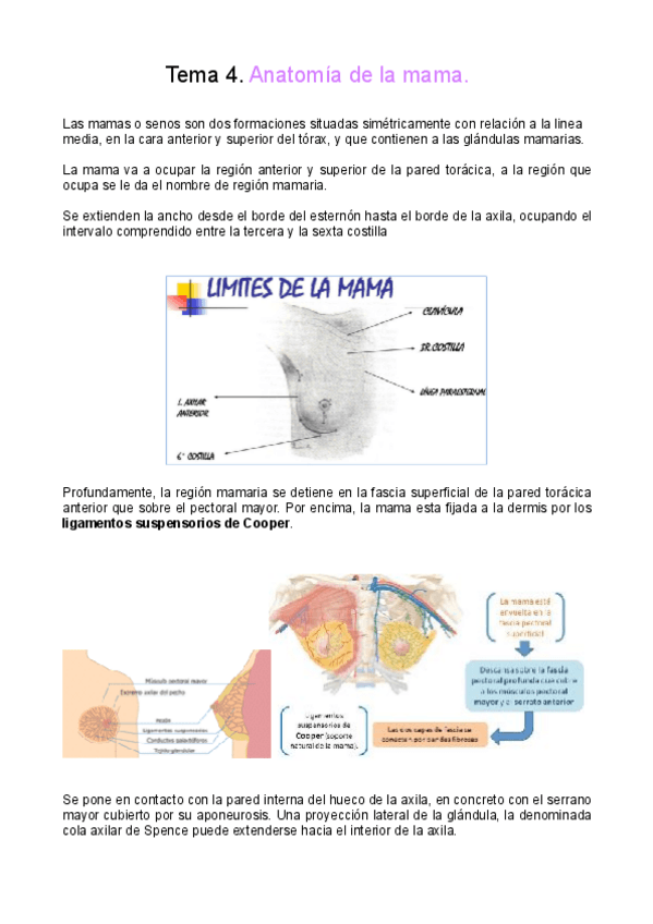 Miniatura del documento La-glandula-mamaria.pdf