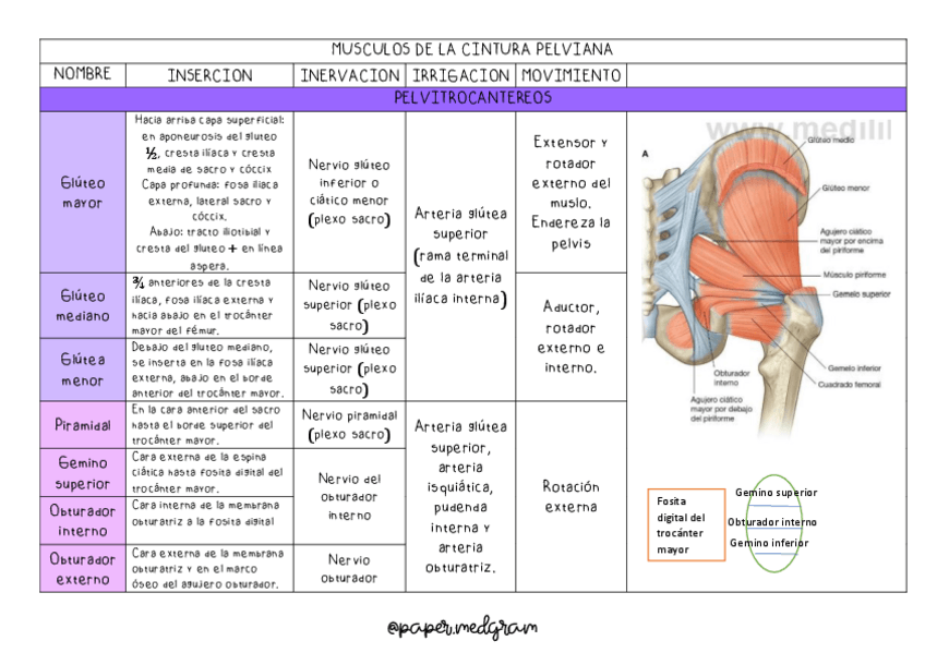 Miniatura del documento MUSCULOS-DE-LA-CINTURA-PELVIANA-y-muslo.pdf