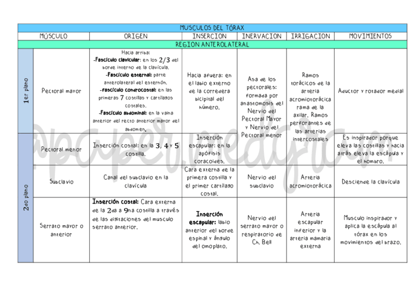 Miniatura del documento MUSCULOS-DEL-TORAX.pdf