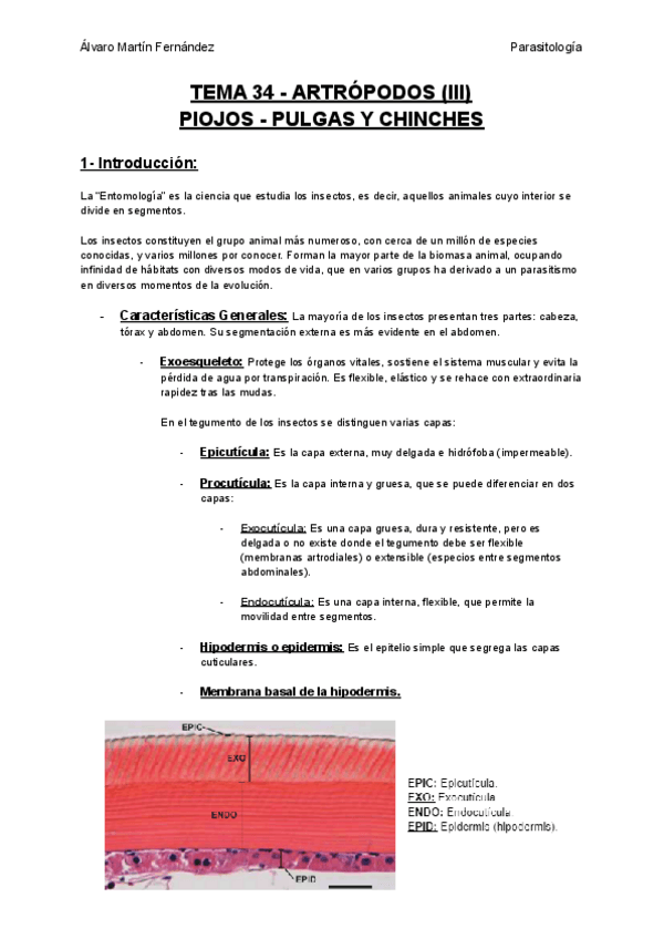 Miniatura del documento TEMA-34-ARTROPODOS-III-PIOJOS-PULGAS-Y-CHINCHES.pdf