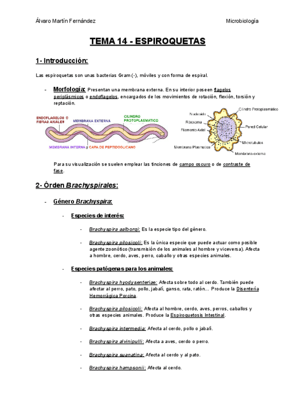 Miniatura del documento TEMA-14-ESPIROQUETAS.pdf