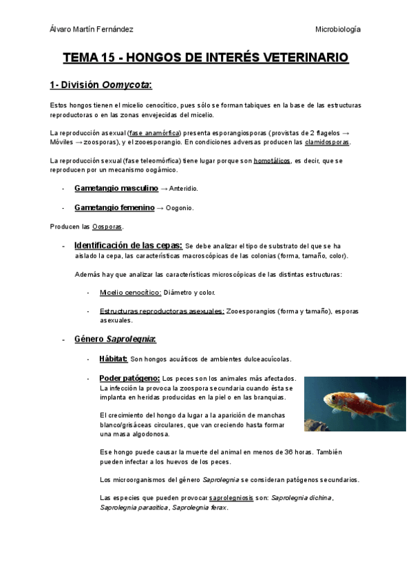 Miniatura del documento TEMA-15-HONGOS-DE-INTERES-VETERINARIO.pdf
