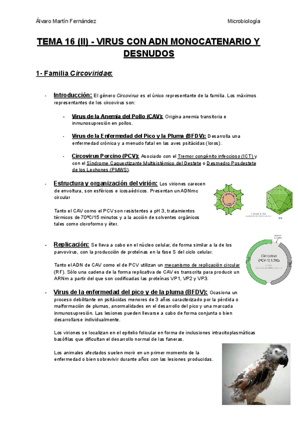 Miniatura del documento TEMA-16-II-VIRUS-CON-ADN-MONOCATENARIO-Y-DESNUDOS.pdf