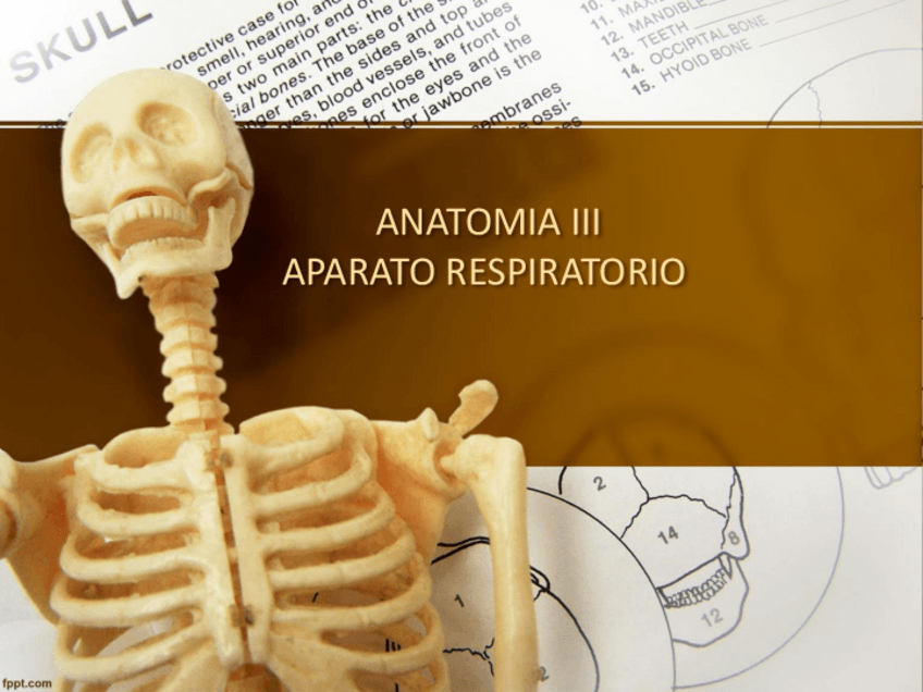 Miniatura del documento Anatomia-I.pdf