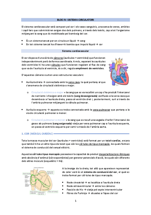 Miniatura del documento fisiologia 2n parcial complet.pdf