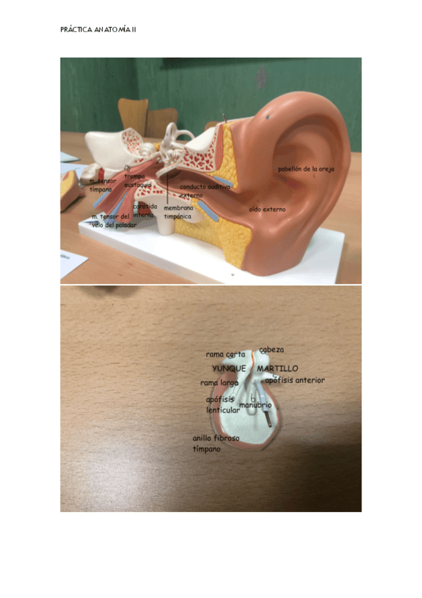 Miniatura del documento Practicas-anatomia-II-oido.pdf