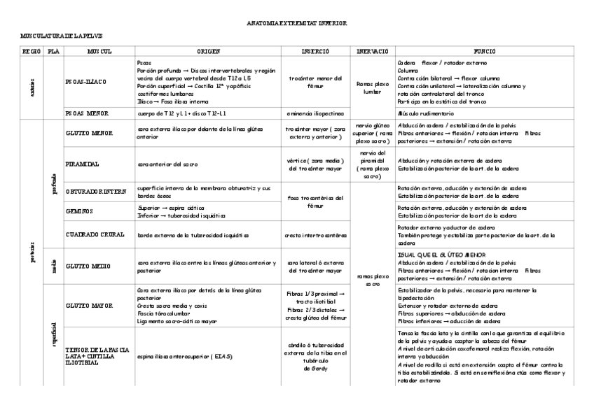 Miniatura del documento Musculatura-EEII.pdf