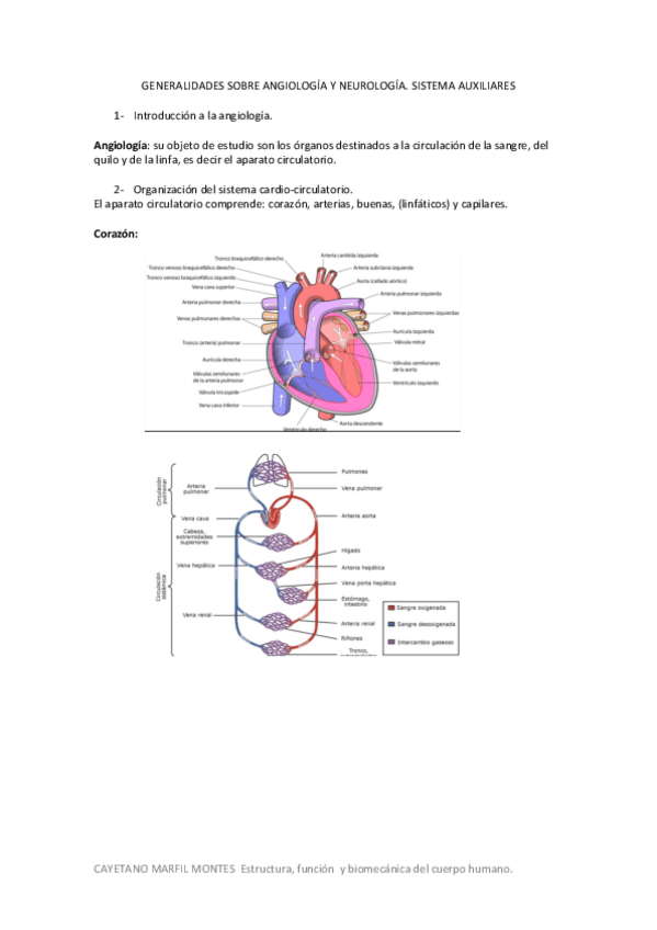 Miniatura del documento Tema-5.-Generalidades-sobre-angiologia-y-neurologia.-Sistemas-auxiliares..pdf