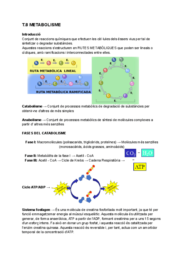 Miniatura del documento TEMA-8-Introduccio-Metabolisme.pdf