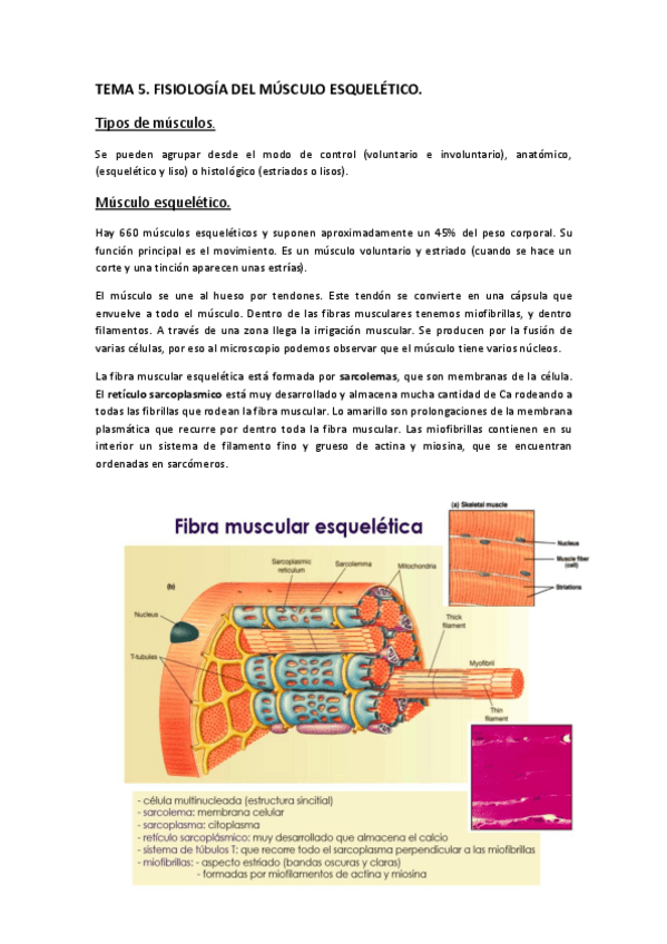 Miniatura del documento FISIOLOGÍA. TEMA 5..pdf