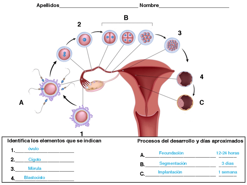 Miniatura del documento Practica-1-anatomia.pdf