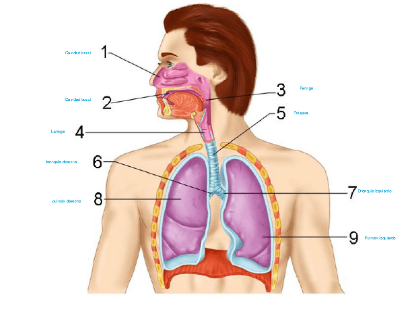Miniatura del documento Practica-6-cuaderno.pdf