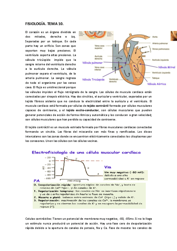 Miniatura del documento FISIOLOGÍA. TEMA 10..pdf