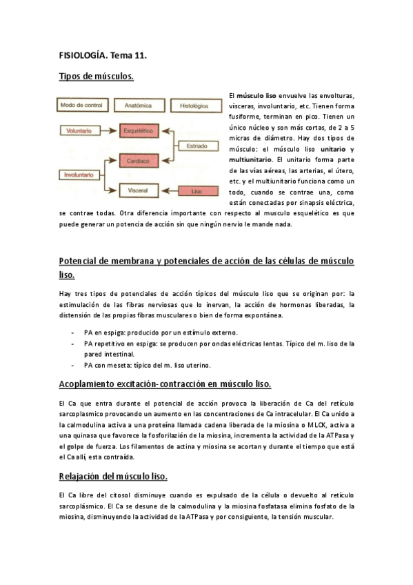 Miniatura del documento FISIOLOGÍA. TEMA 11..pdf
