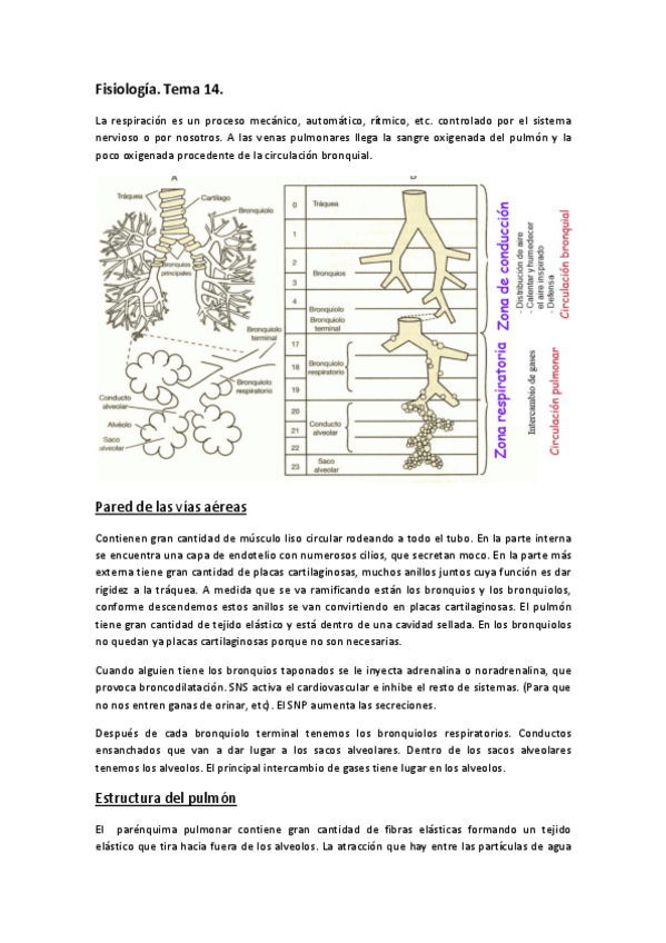 Miniatura del documento FISIOLOGÍA. Tema 14..pdf