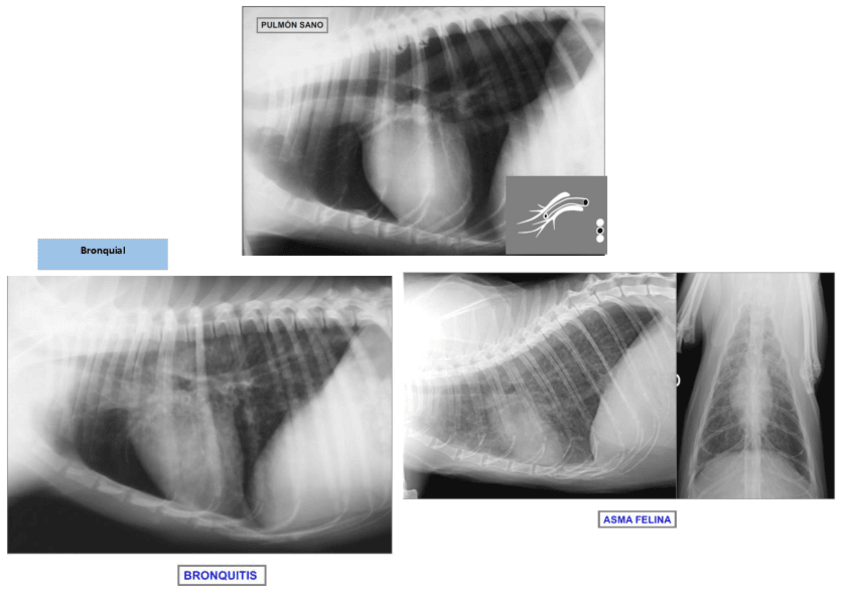 Miniatura del documento Patrones.pdf