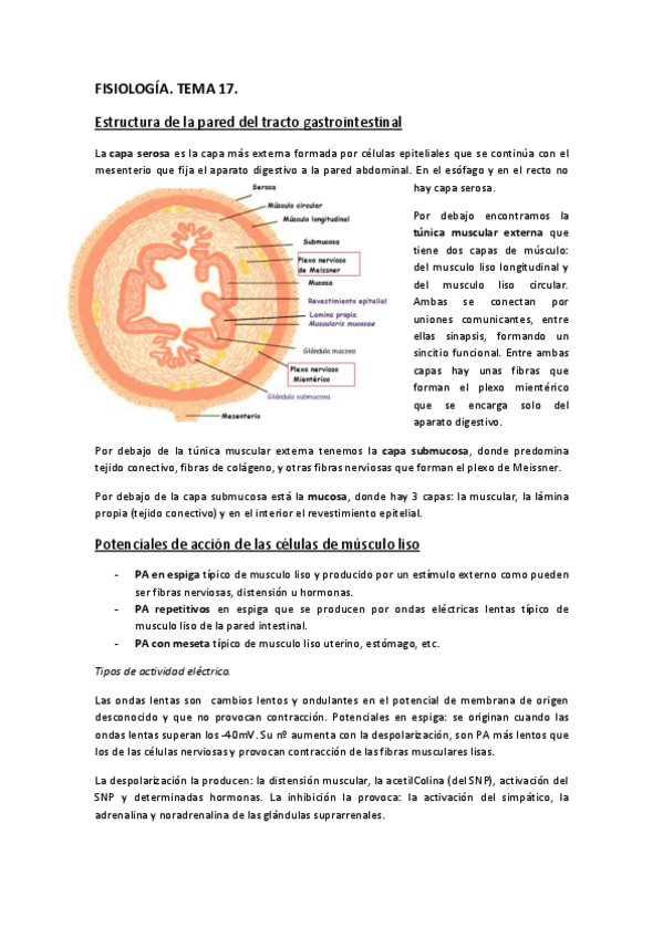 Miniatura del documento FISIOLOGÍA. TEMA 17..pdf