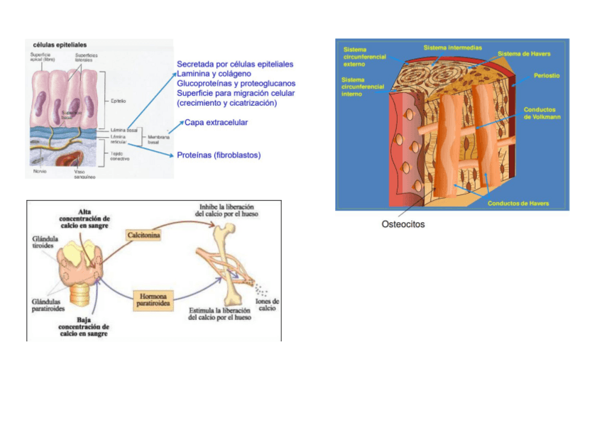 Miniatura del documento fotos-fh.pdf