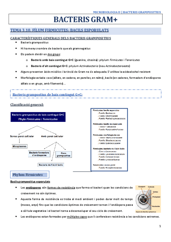 Miniatura del documento BACTERIS-GRAMPOSITIUS.pdf