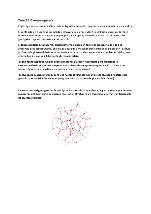 Miniatura del documento Tema-12.-Glucogenogenesis.pdf