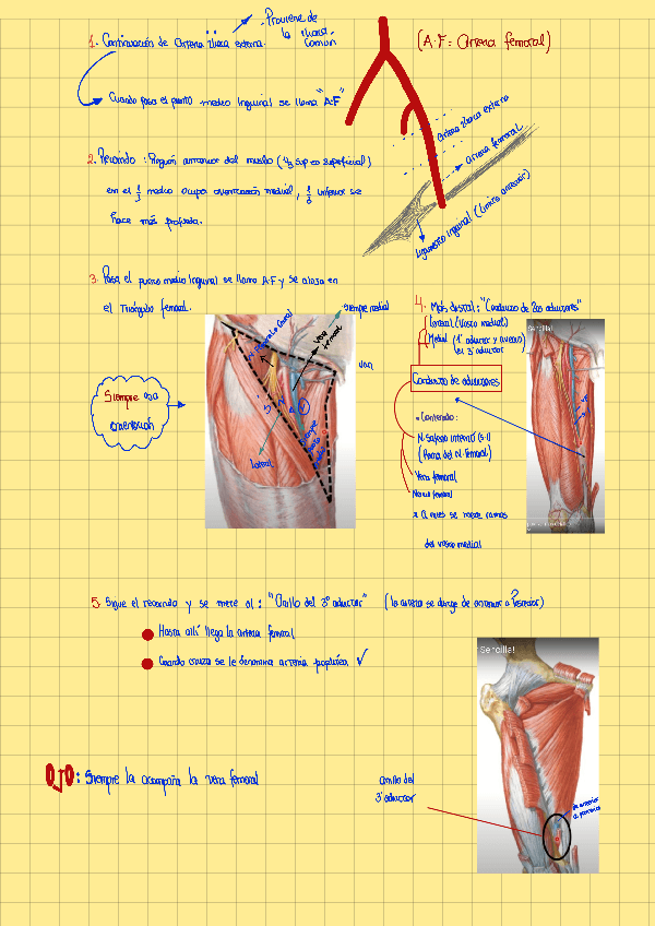 Miniatura del documento Arteria-femoral-y-ramas.pdf