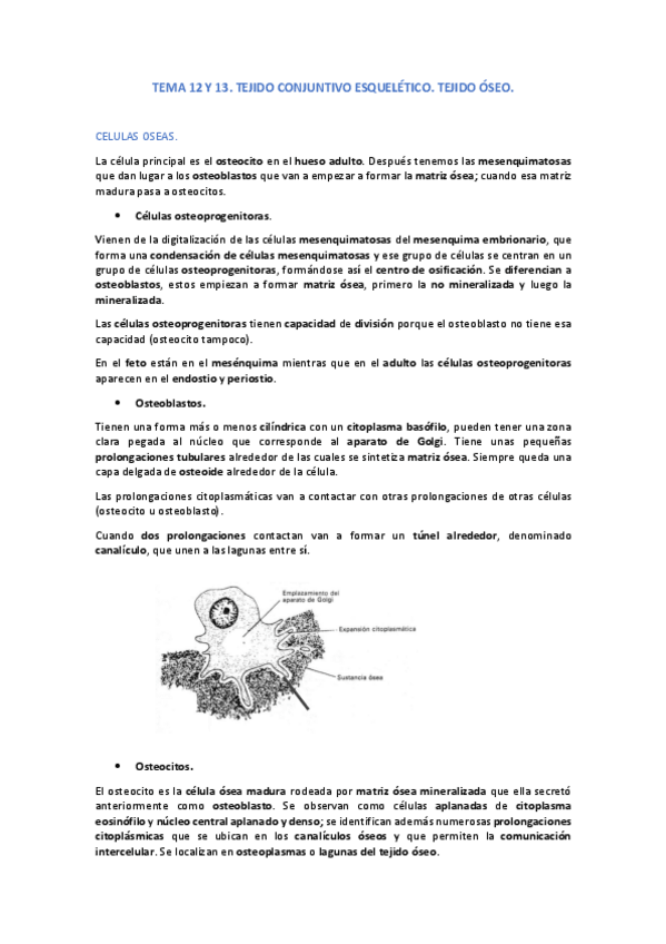 Miniatura del documento TEMA 12 Y 13.pdf