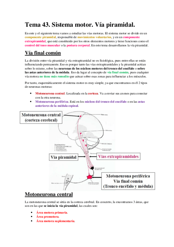 Miniatura del documento Tema 43. Sistema motor. Vía piramidal..pdf
