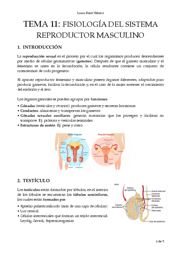 Miniatura del documento T.11-Fisio-del-sistema-reproductor-masculino.-PDF.pdf