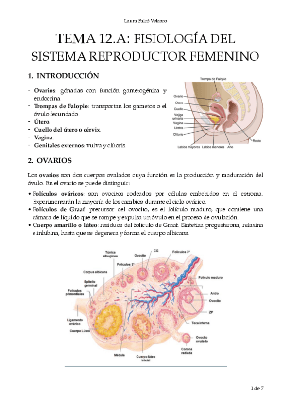 Miniatura del documento T.12A-Fisio-del-sistema-reproductor-femenino.-PDF.pdf