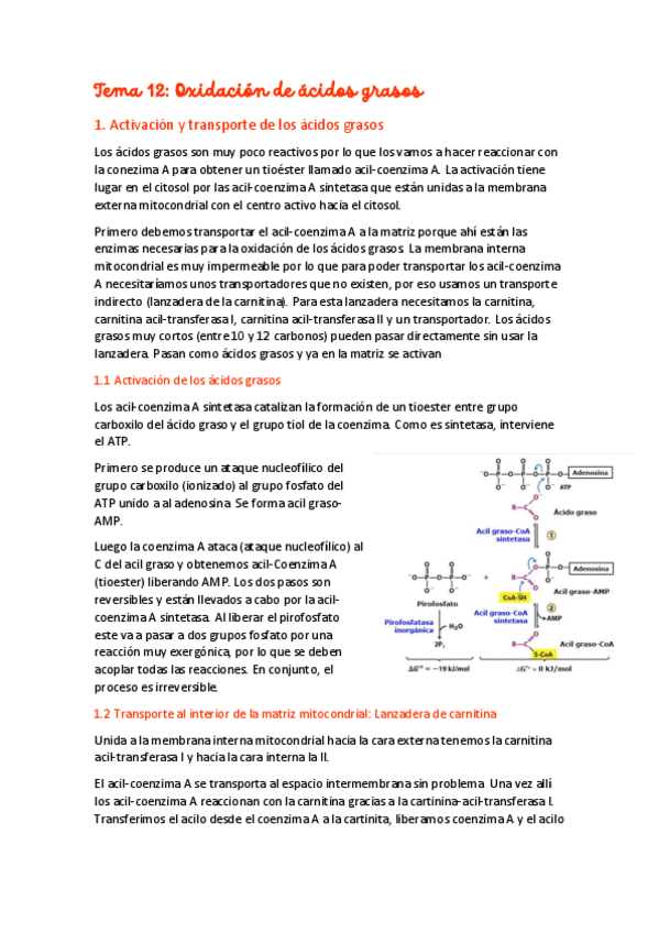 Miniatura del documento Tema-12-Oxidacion-de-los-acidos-grasos-.pdf