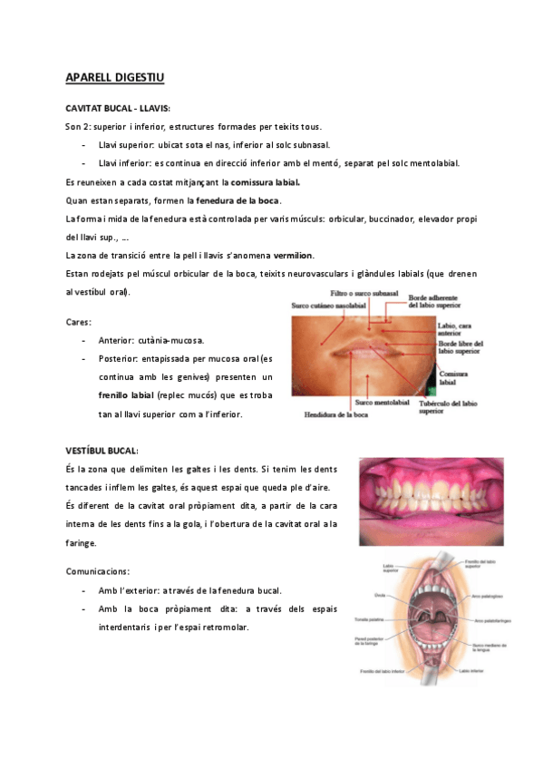 Miniatura del documento aparell-digestiu.pdf