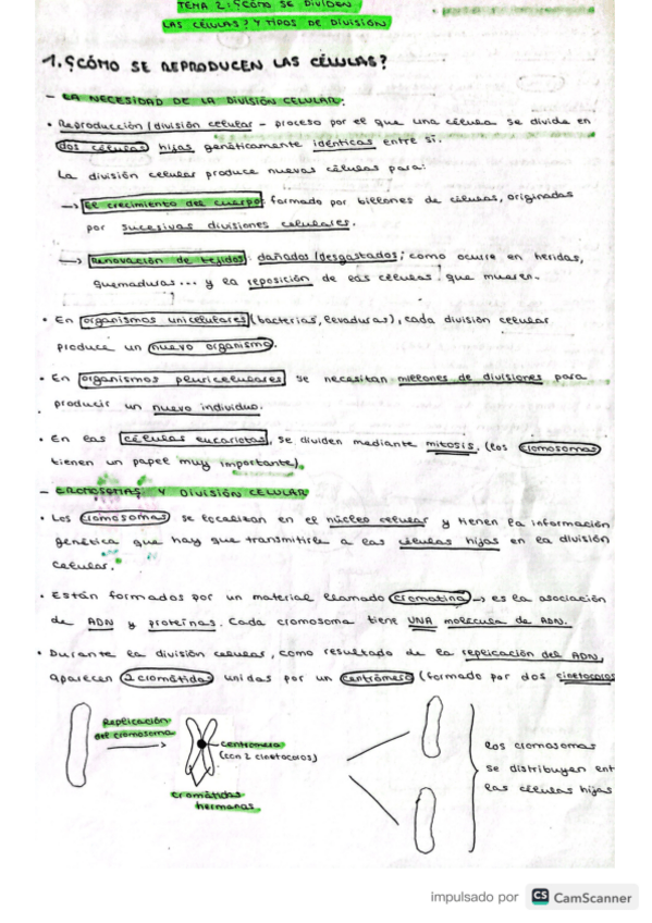Miniatura del documento mitosis-y-meiosis.pdf