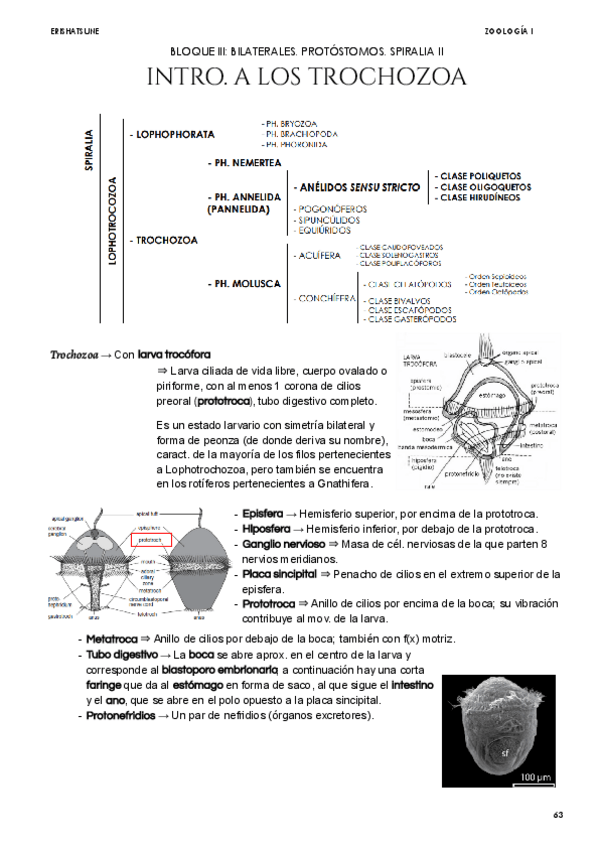 Miniatura del documento Tema-10-Intro-a-los-Trochozoa.pdf