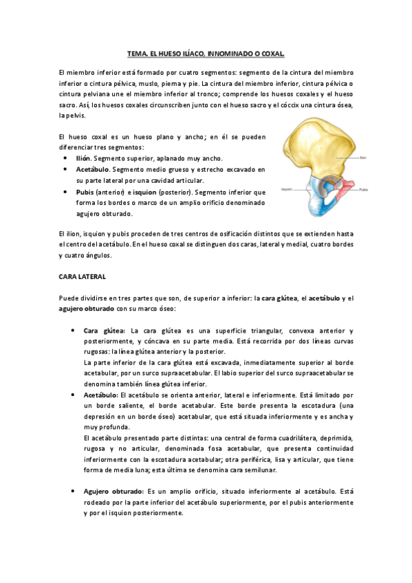 Miniatura del documento 6.-Hueso-iliaco.-Suelo-pelvico.pdf