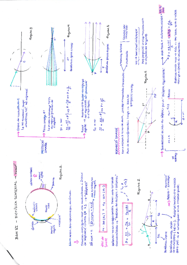 Miniatura del documento BlocVI-BiofisicaSensorialVISIO.pdf