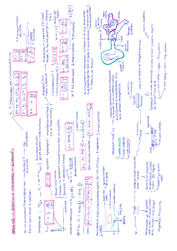 Miniatura del documento BlocVI-BiofisicaSensorialAUDICIO.pdf