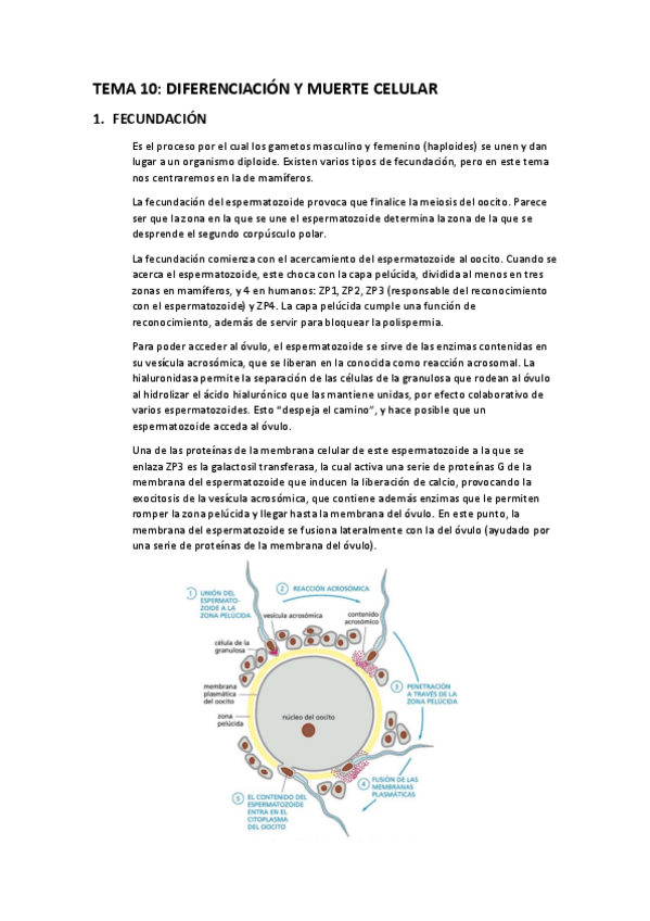 Miniatura del documento Apuntes-T10-diferenciacion-y-muerte-celular.pdf