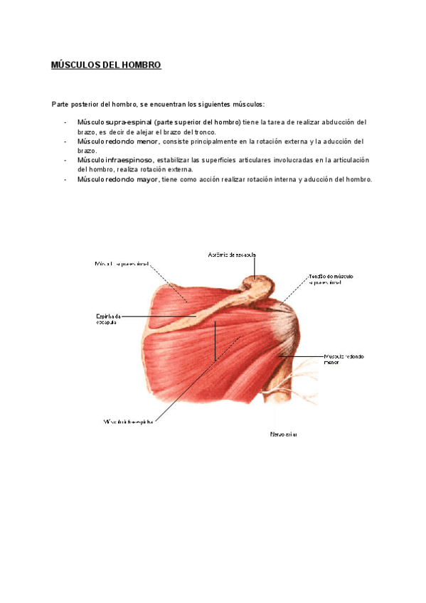 Miniatura del documento HOMBRO-CODO-MUNECA-DEDOS-MUSCULOS.pdf