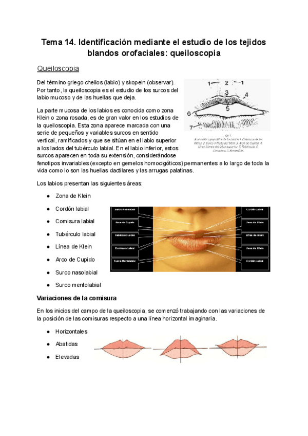 Miniatura del documento Tema-14.-Identificacion-mediante-el-estudio-de-los-tejidos-blandos-orofaciales.-queiloscopia.pdf