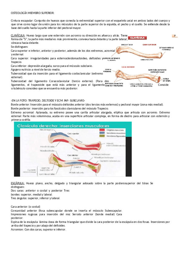 Miniatura del documento Anatomía, 2o cuatrimestre.pdf