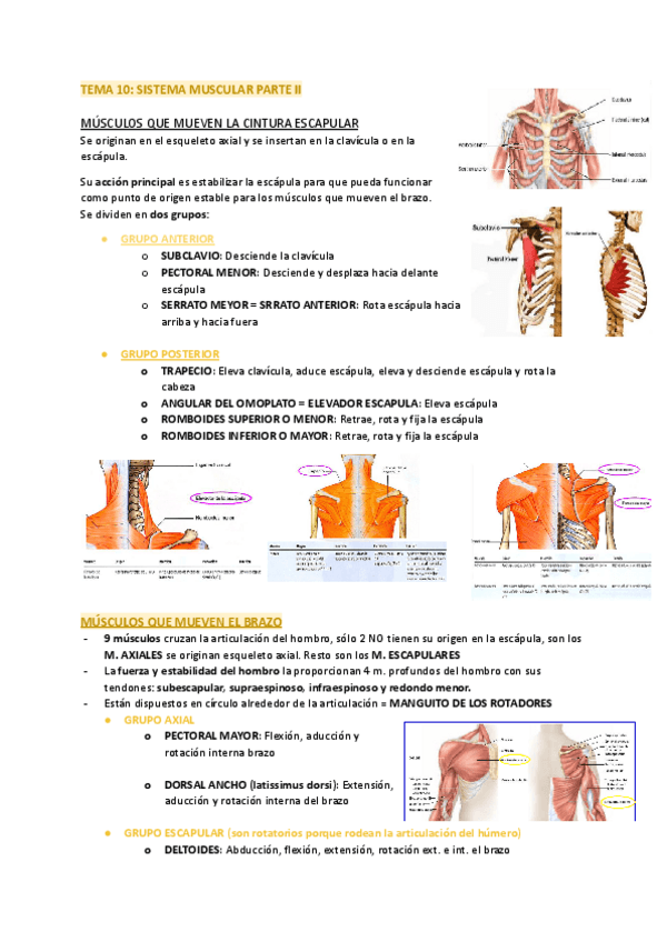 Miniatura del documento TEMA-10-SISTEMA-MUSCULAR-PARTE-II.pdf